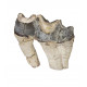 Bronthotherium megaceratops tooth