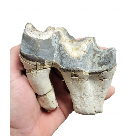 Bronthotherium megaceratops tooth