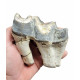 Bronthotherium megaceratops tooth