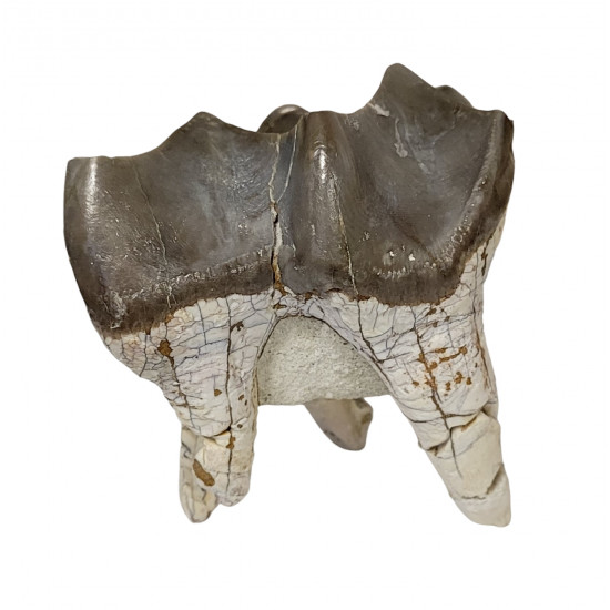 Bronthotherium megaceratops tooth