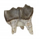 Bronthotherium megaceratops tooth