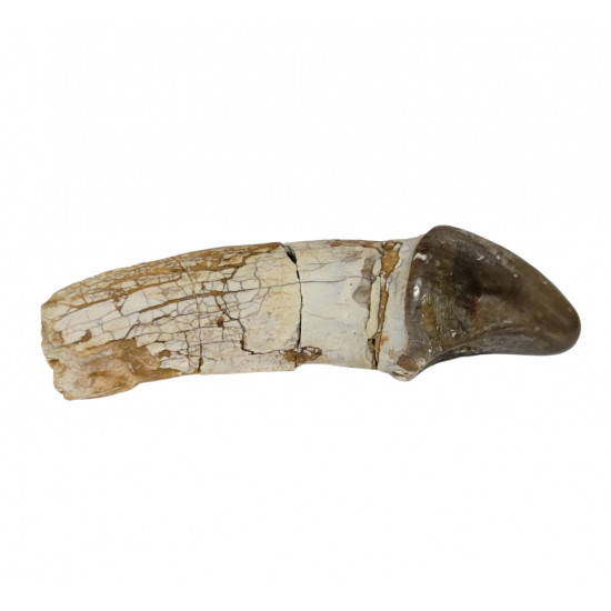Bronthotherium megaceratops tooth