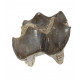 Bronthotherium megaceratops tooth