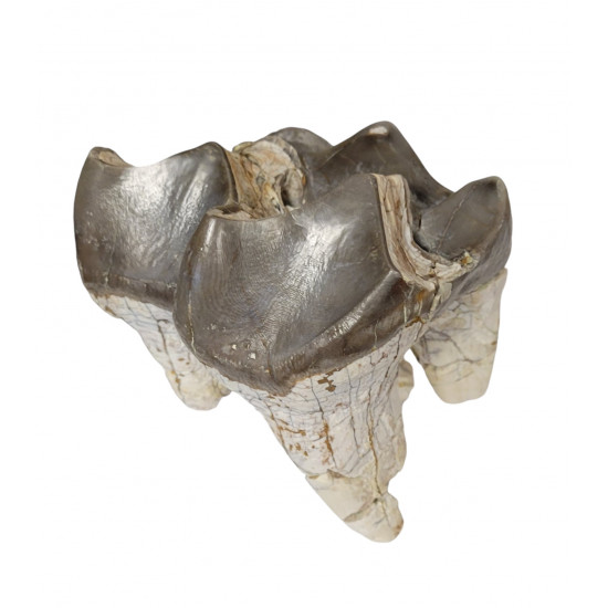 Bronthotherium megaceratops tooth