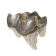Bronthotherium megaceratops tooth