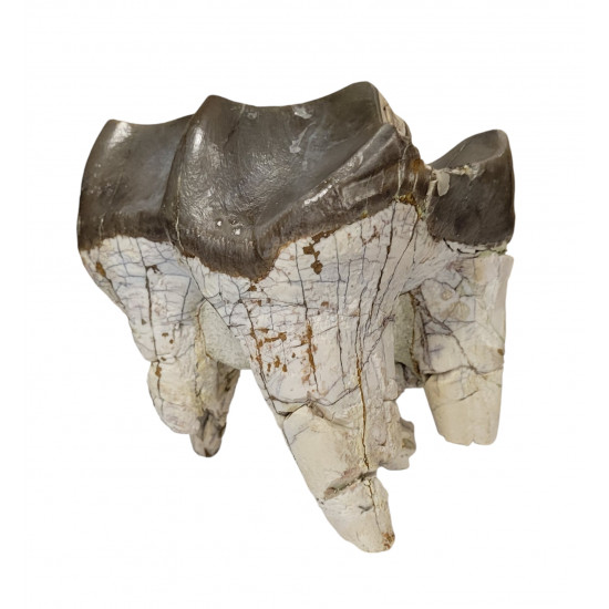 Bronthotherium megaceratops tooth