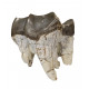 Bronthotherium megaceratops tooth