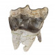 Bronthotherium megaceratops tooth