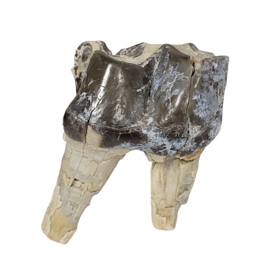 Bronthotherium megaceratops tooth