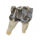 Bronthotherium megaceratops tooth