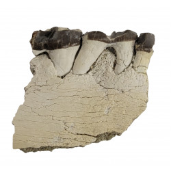 Bronthotherium megaceratops jaw