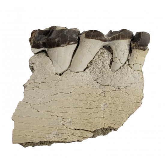Bronthotherium megaceratops jaw