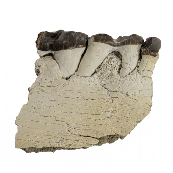 Bronthotherium megaceratops jaw