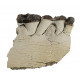 Bronthotherium megaceratops jaw