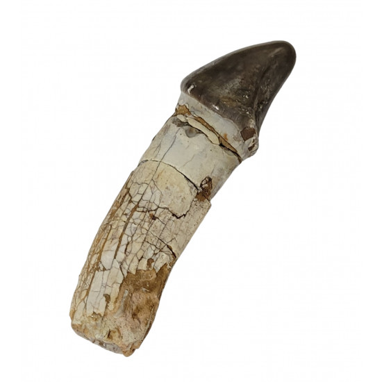 Bronthotherium megaceratops tooth