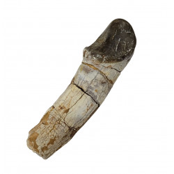 Bronthotherium megaceratops tooth