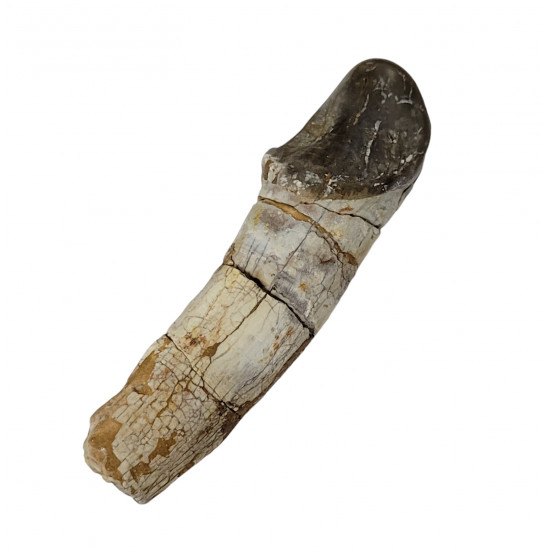 Bronthotherium megaceratops tooth