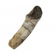 Bronthotherium megaceratops tooth