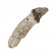 Bronthotherium megaceratops tooth