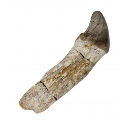 Bronthotherium megaceratops tooth