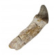 Bronthotherium megaceratops tooth
