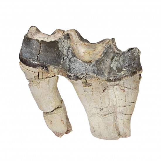 Bronthotherium megaceratops tooth
