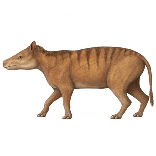 Eporeodon major (skull with vertebra)