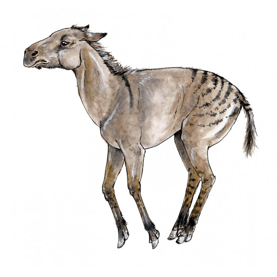 Mesohippus bairdi (skull) Mesohippus bairdi (skull)
