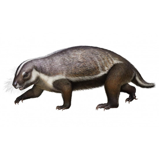 Sinclairella dakotensis (skull and vertebra)