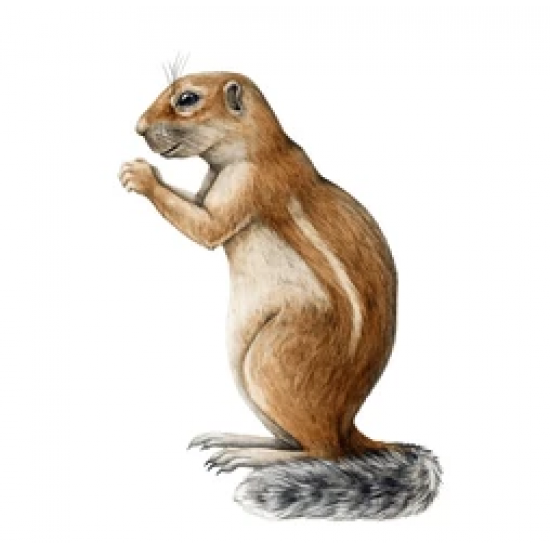 Ischyromys typus (squirel jaw)