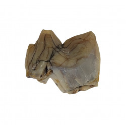Hoplophoneus primaevus (saber cat) Tooth