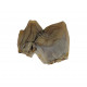Hoplophoneus primaevus (saber cat) Tooth