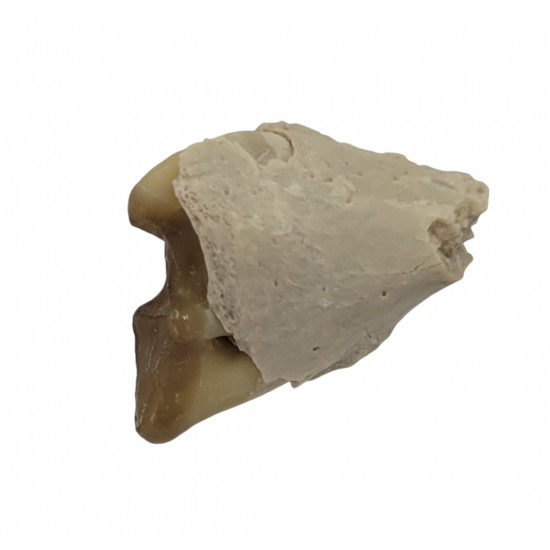dinictis felina (saber cat)