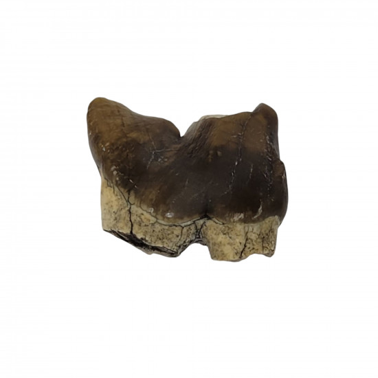 Hoplophoneus primaevus (saber cat) Tooth