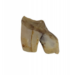 dinictis felina (saber cat) Tooth