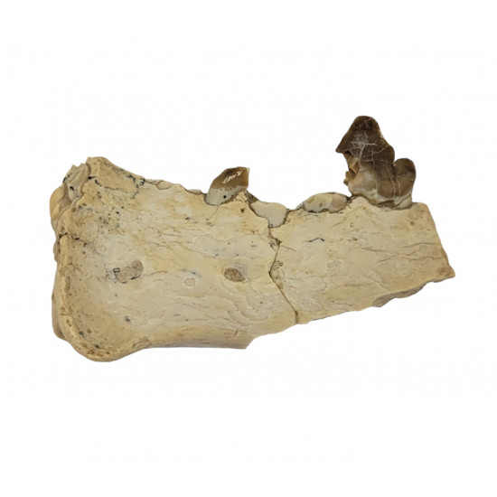 dinictis felina (saber cat)