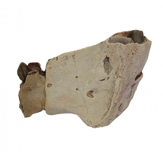 dinictis felina (tigre a dent de sabre)