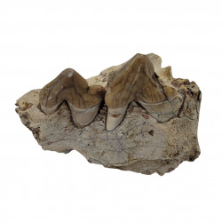 Hoplophoneus primaevus (saber cat)