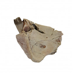 dinictis felina (saber cat)