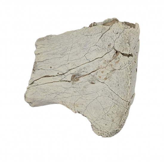 Pogonodon platycopsis (saber cat)