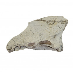 Pogonodon platycopsis (saber cat)
