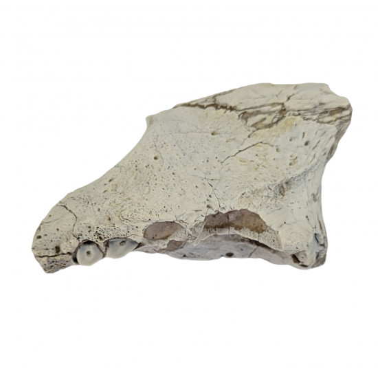 Pogonodon platycopsis (saber cat)
