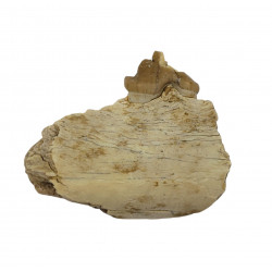 dinictis felina (saber cat)