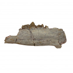 dinictis felina (saber cat)