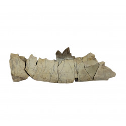 Hoplophoneus primaevus (saber cat)