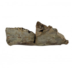 dinictis felina (saber cat)