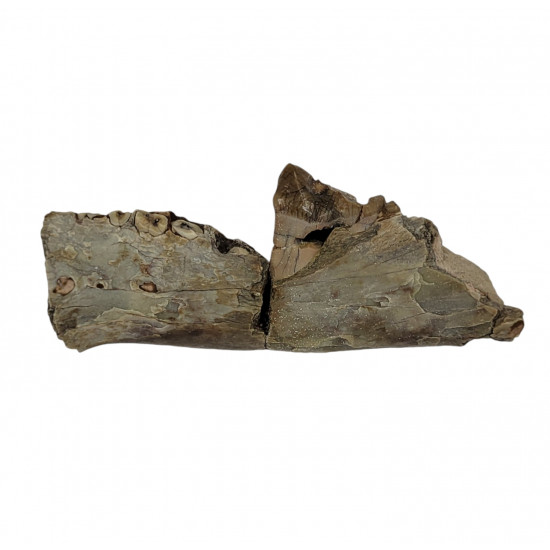 dinictis felina (saber cat)