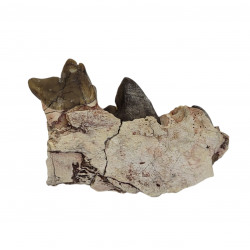 Hyaenodon horridus
