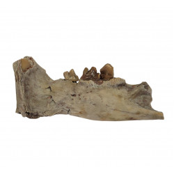 dinictis felina (saber cat)