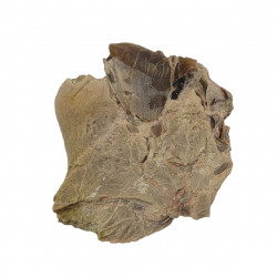 Hoplophoneus primaevus (saber cat)